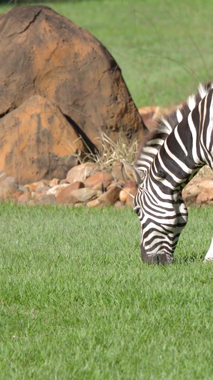 Zebra selvatica che pascola pacificamente in un campo erboso