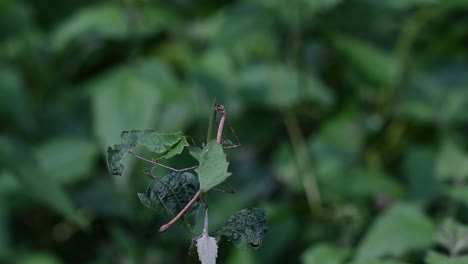 stick insect, phasmatodea, eating the top of the plant in kaeng krachan national park in slow motion