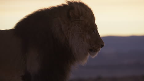 majestic lion looks away from the camera