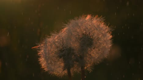 dandelion in the rain at sunset