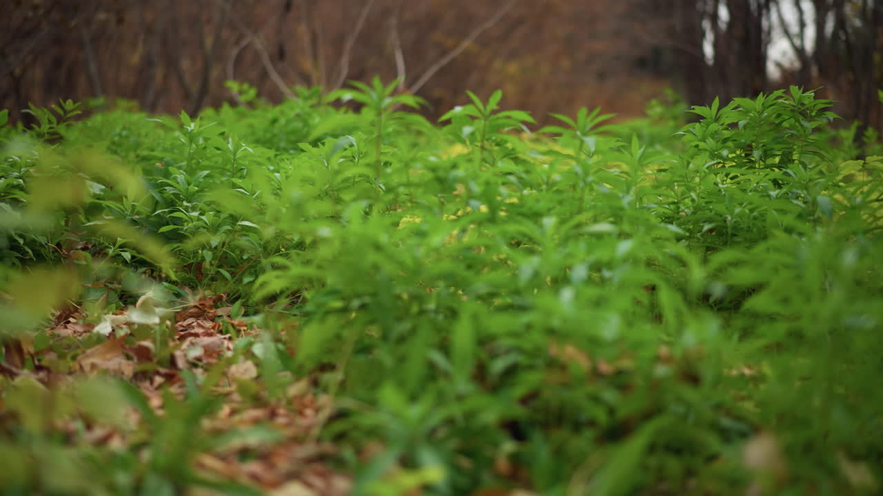 primer plano de plantas verdes exuberantes que prosperan entre el follaje seco de otoño con árboles en el fondo, hojas vibrantes en contraste con el follajes caídos de tierra, creando texturas ricas y una escena de naturaleza pacífica