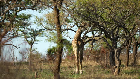 Plano-General-De-Una-Jirafa-Buscando-En-Los-árboles-De-Espinas-De-Acacia-Comida-Para-Comer,-En-Un-Denso-Paisaje-Forestal-Africano