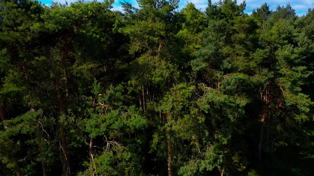 Pine trees filmed in a slow lift from trunk to canopy reveal