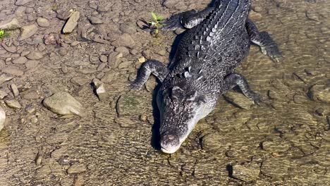 drone footage captures a saltwater crocodile in shallow water, highlighting its textured scales and natural habitat in bright sunlight
