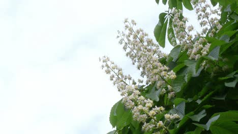 flowers of chestnut through the sky