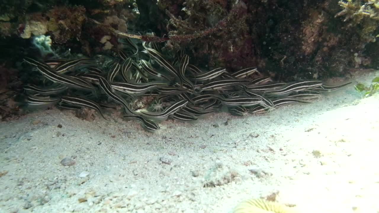 banco de peces bajo una roca de coral