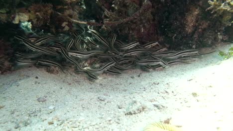 school of fish under a coral rock