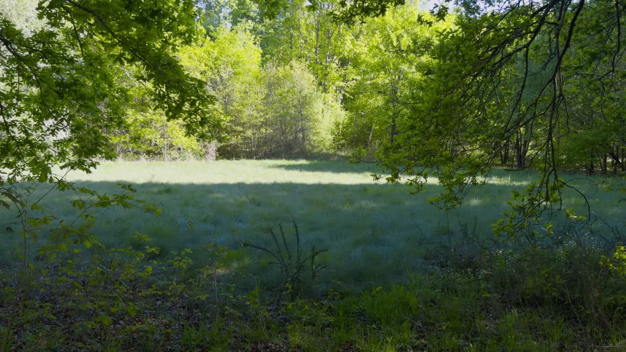Peaceful Grassy Clearing Surrounded By Dense Trees On A Sunny Day