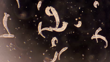 los rotíferos microscópicos se mueven y se alimentan por filtración