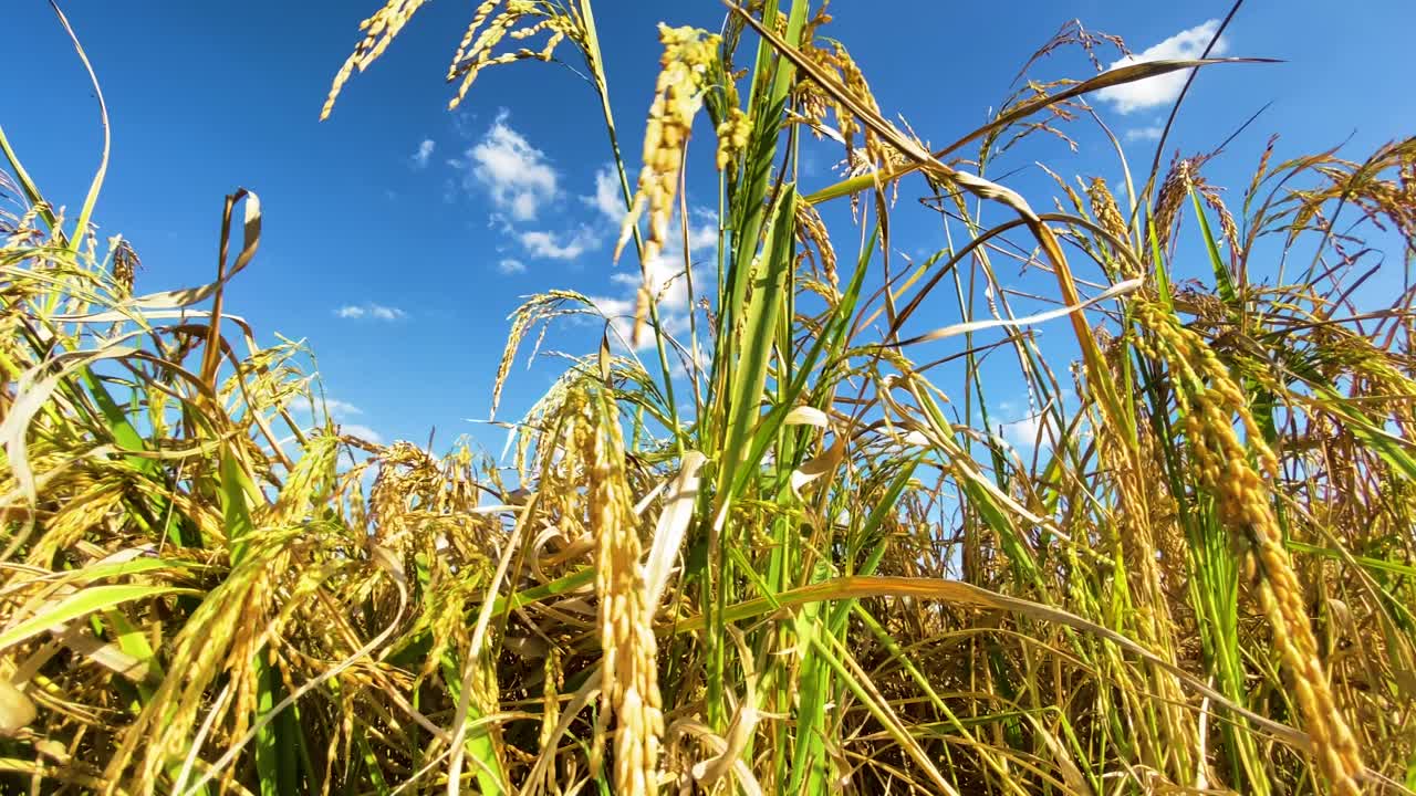 화창하고 활기찬 날 벼의 무성한 농작물 밭, 낮은 각도의 동작 보기를 닫습니다.