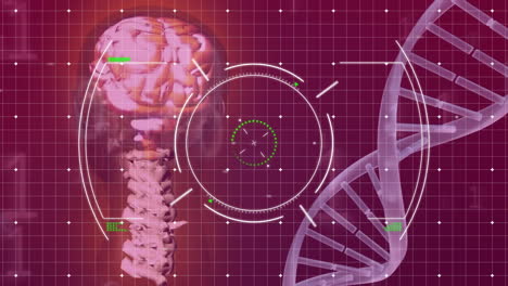 Animation-of-dna-strand,-human-brain-and-scientific-data-processing