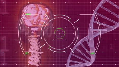 animación de la cadena de adn, el cerebro humano y el procesamiento de datos científicos.