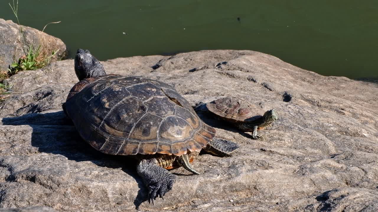 Mother turtle with her baby is sitting on a stone next to a lake