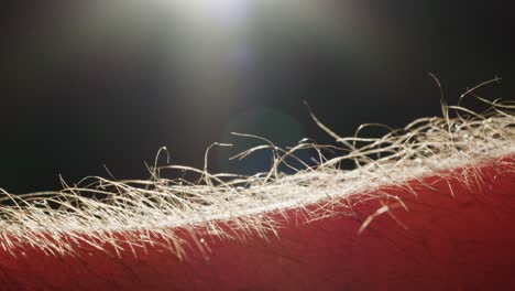 close-up view of body hair