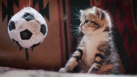 cute kitten looks surprised at the toy soccer ball