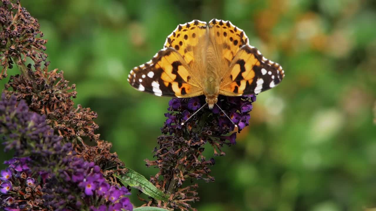 Piccola farfalla vanessa si posa su un fiore a cono viola e vola via.