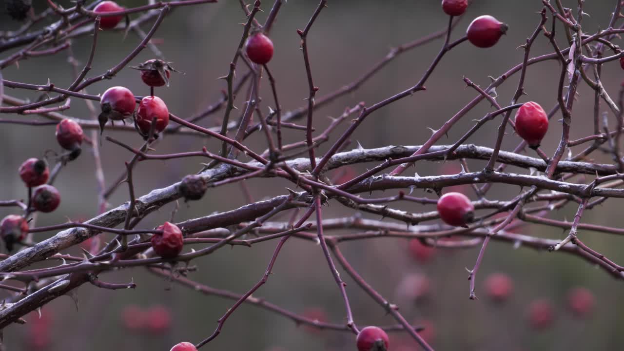 Close-up of rose hips plant with berries on the branches