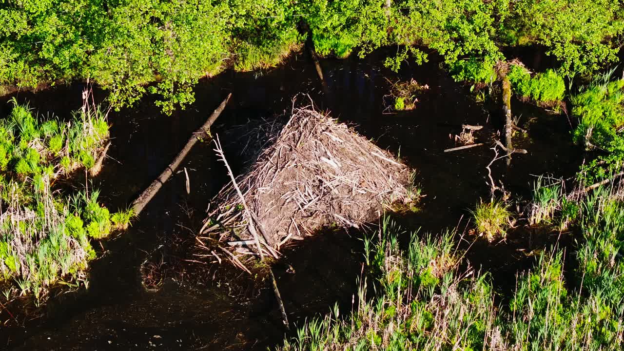 Drone lowers as it nears handmade beaver lodge in lush Buļļupe wetlands, sunrise