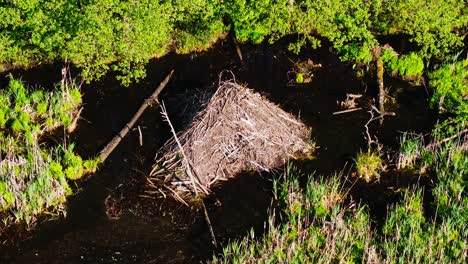 drone lowers as it nears handmade beaver lodge in lush buļļupe wetlands, sunrise