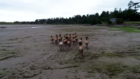 a tracking drone shot of a herd of wild deer running along a river leading to the beach