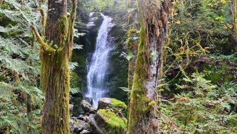 waterfall cascades through a lush green rainforest surrounded by mossy trees and thick vegetation
