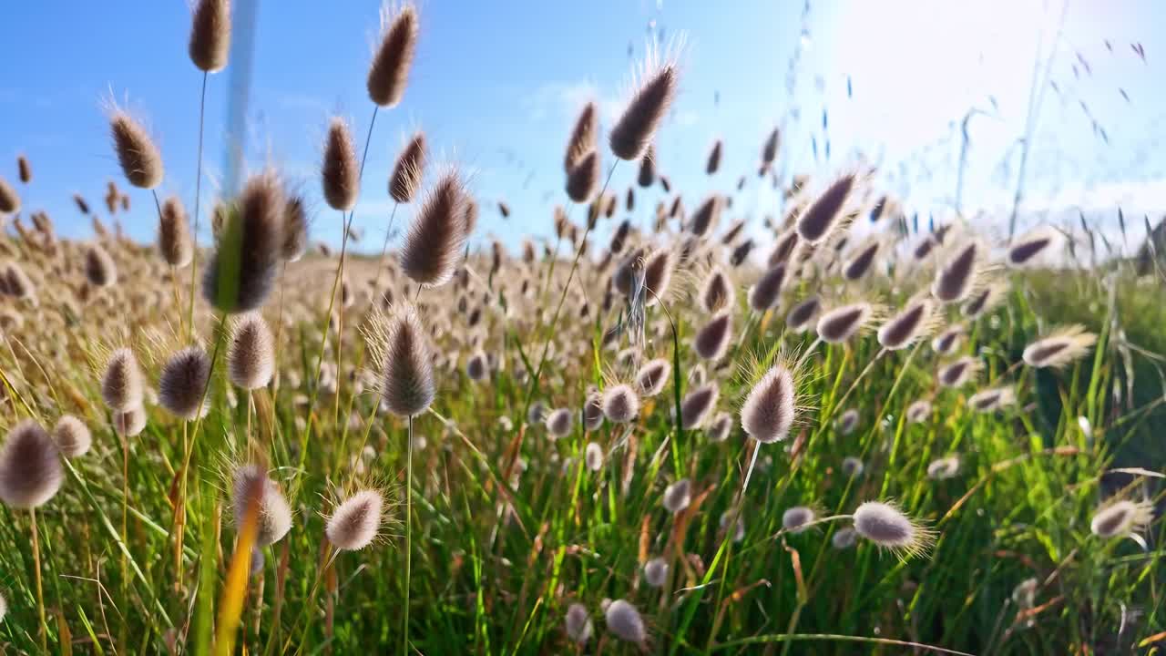 Slow motion close-up of hare’s tail grass moving gently in sea breeze under bright sunlight