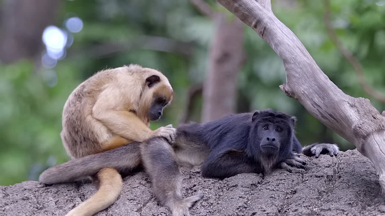 un mono aullador hembra acicalando a un mono aullador macho en un árbol - toma de primer plano