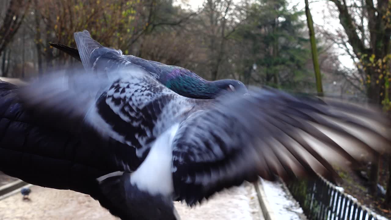 Close-up of Pigeons Eating Bread from a Gloved Hand in a Winter Park