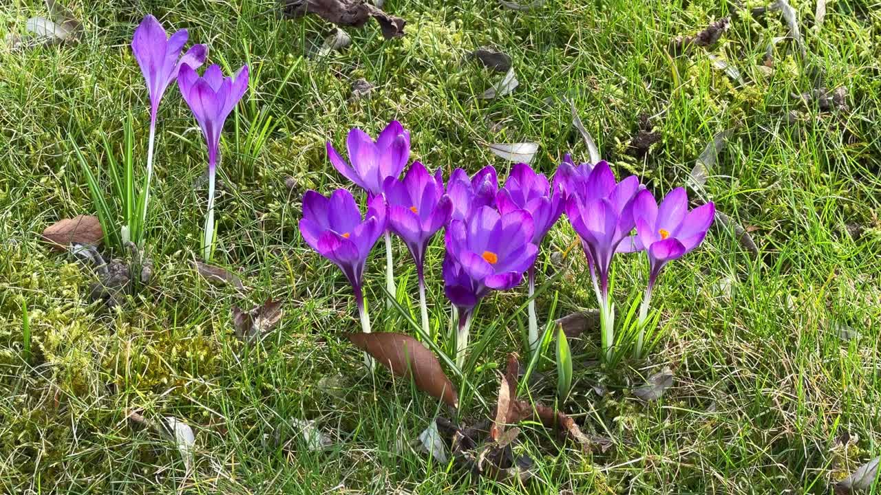 Sekelompok bunga crocus ungu cerah muncul dari rumput hijau, menandakan kedatangan musim semi.