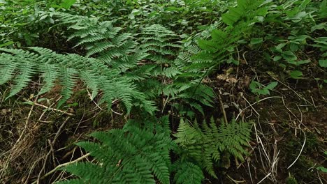 lush green ferns in a natural setting