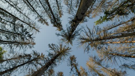 Damaged dead dry treetops in spruce forest hit by bark beetle in Czech countryside from bellow