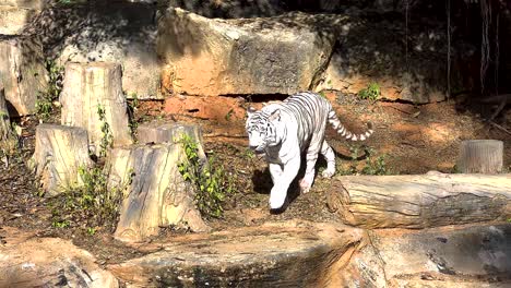 tigre blanco caminando a través del recinto natural del zoológico