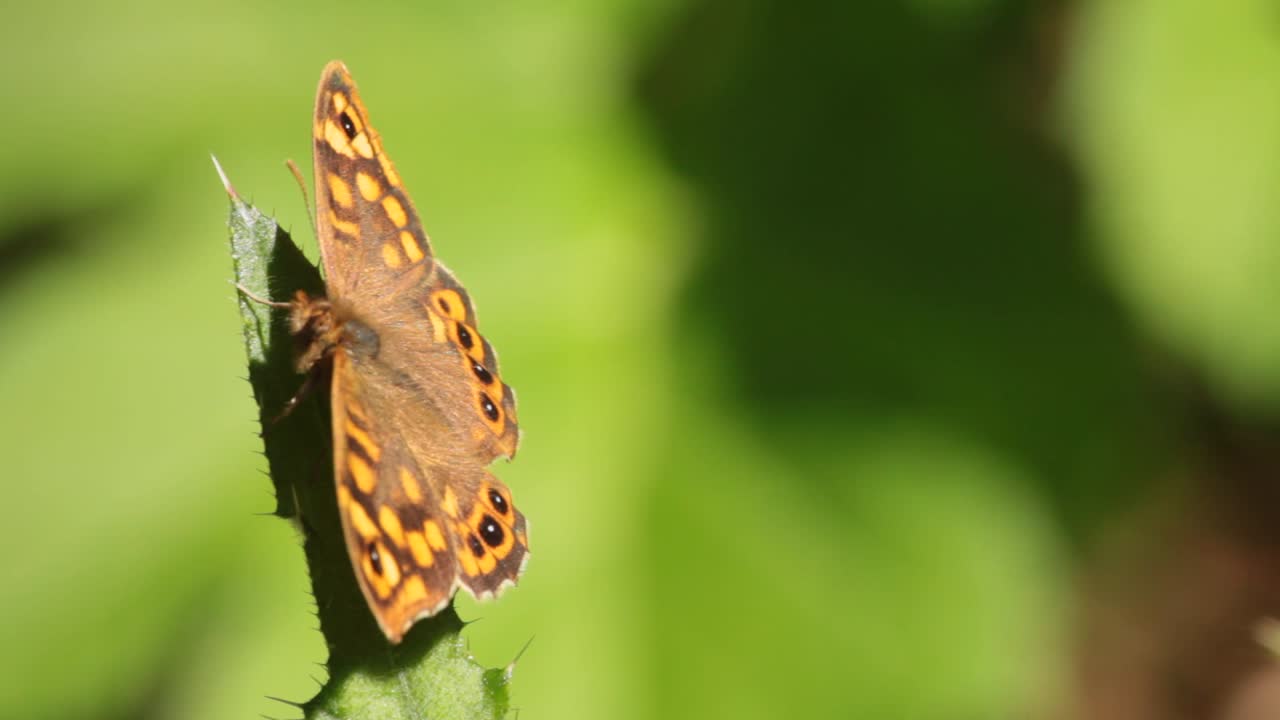 En enkelt Pararge-sommerfugl hviler på en grønn eng.