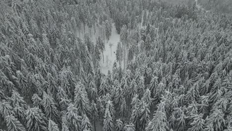 Revelando-Bosque-Cubierto-De-Nieve-Con-Montañas-Neblinosas-En-Segundo-Plano.