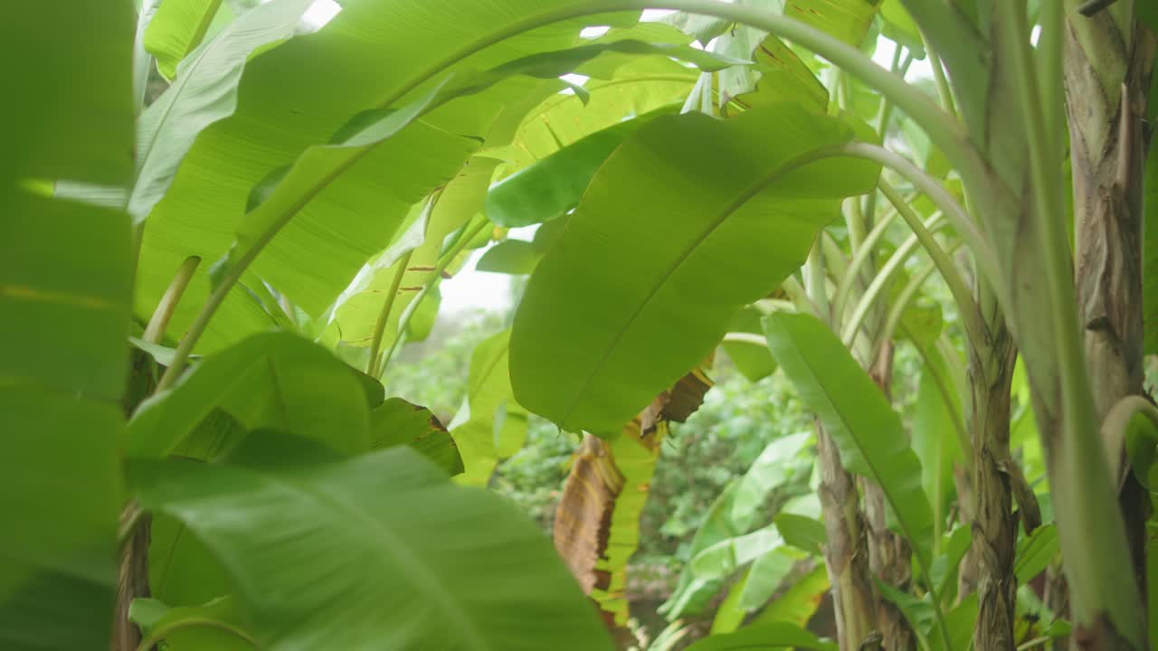 Pull-away shot moves through vibrant green Musa acuminata banana leaves, revealing dense, humid tropical foliage in a garden setting in India