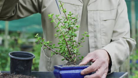 Midsection-of-african-american-male-gardener-taking-care-of-bonsai-tree-at-garden-center