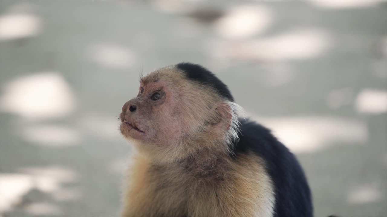 capuchino de cabeza blanca visto sentado en el suelo y siendo curioso sobre sus alrededores en costa rica- primer plano