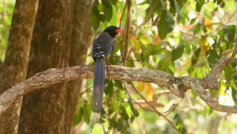 Red-billed-Blue-Magpie,-Urocissa-erythroryncha,-4K-Footage,-Huai-Kha-Kaeng-Wildlife-Sanctuary