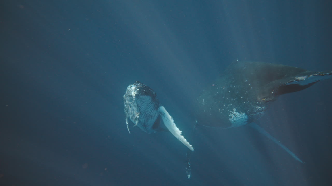 Humpback whale calf and mother rise up from depths of deep blue ocean, underwater slow motion