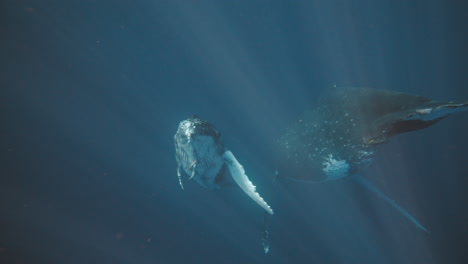 humpback whale calf and mother rise up from depths of deep blue ocean, underwater slow motion