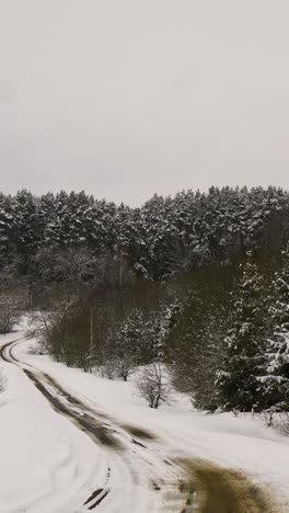 bosque cubierto de nieve