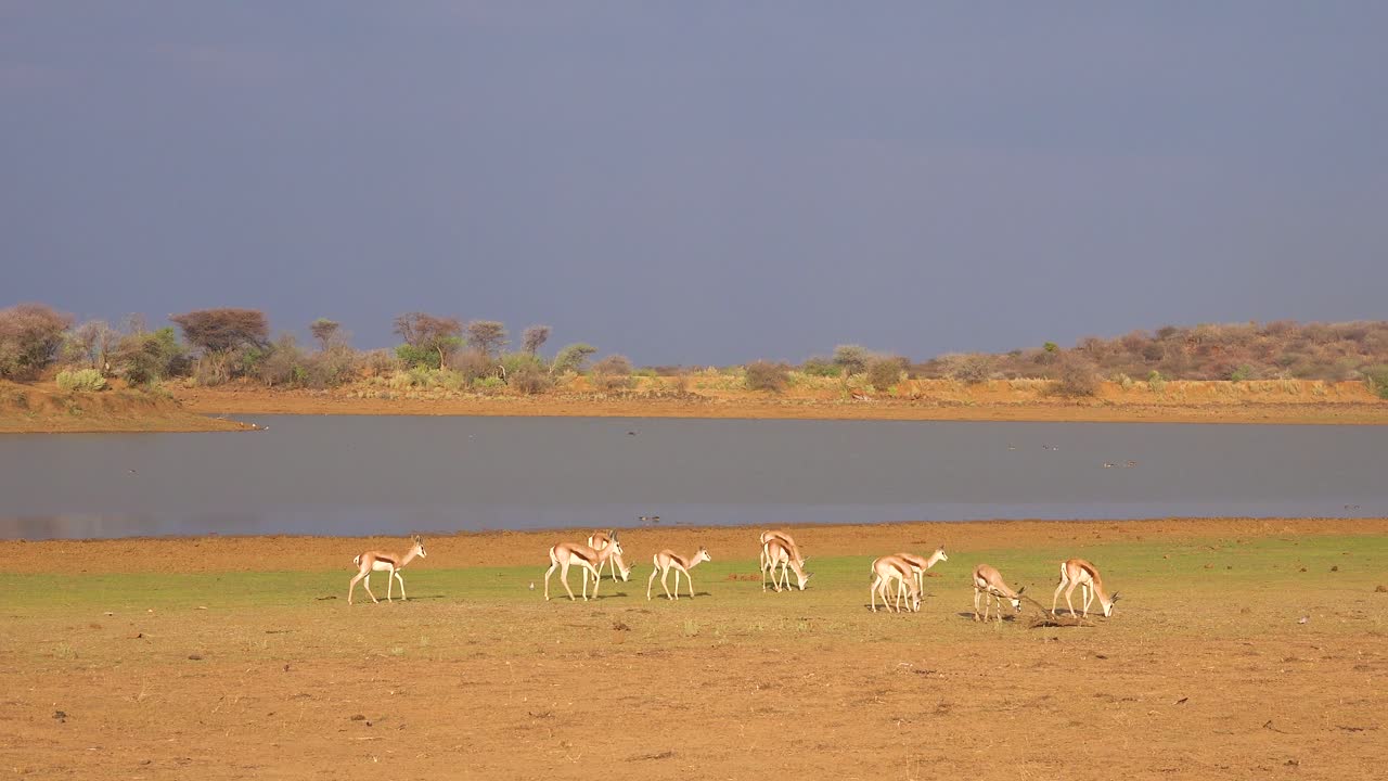 el antílope gacela springbok camina cerca de un abrevadero en el parque erindi namibia