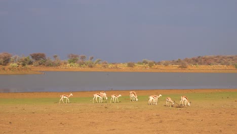 springbok gazelle antelope walk near a watering hole in erindi park namibia