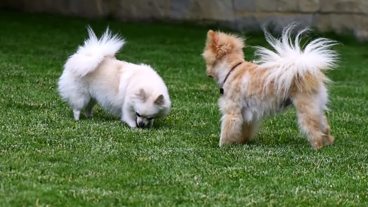 Two small pomeranian spitzes playing on the grass at home