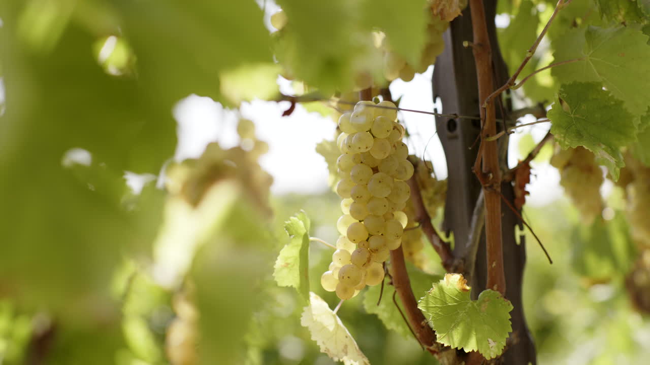 White Grapes on the Vine