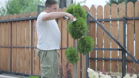 man trimming topiary tree in backyard garden for landscaping and maintenance