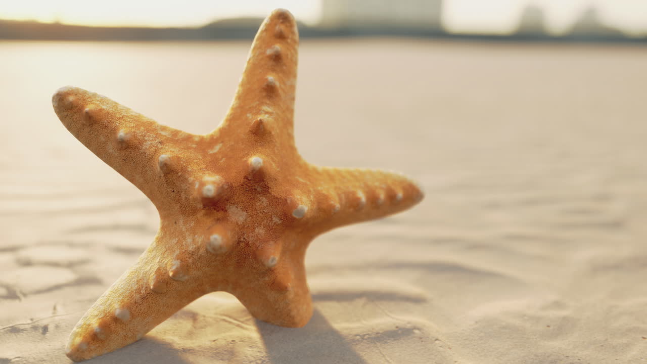 Starfish resting on sandy shore during a serene sunset by the ocean