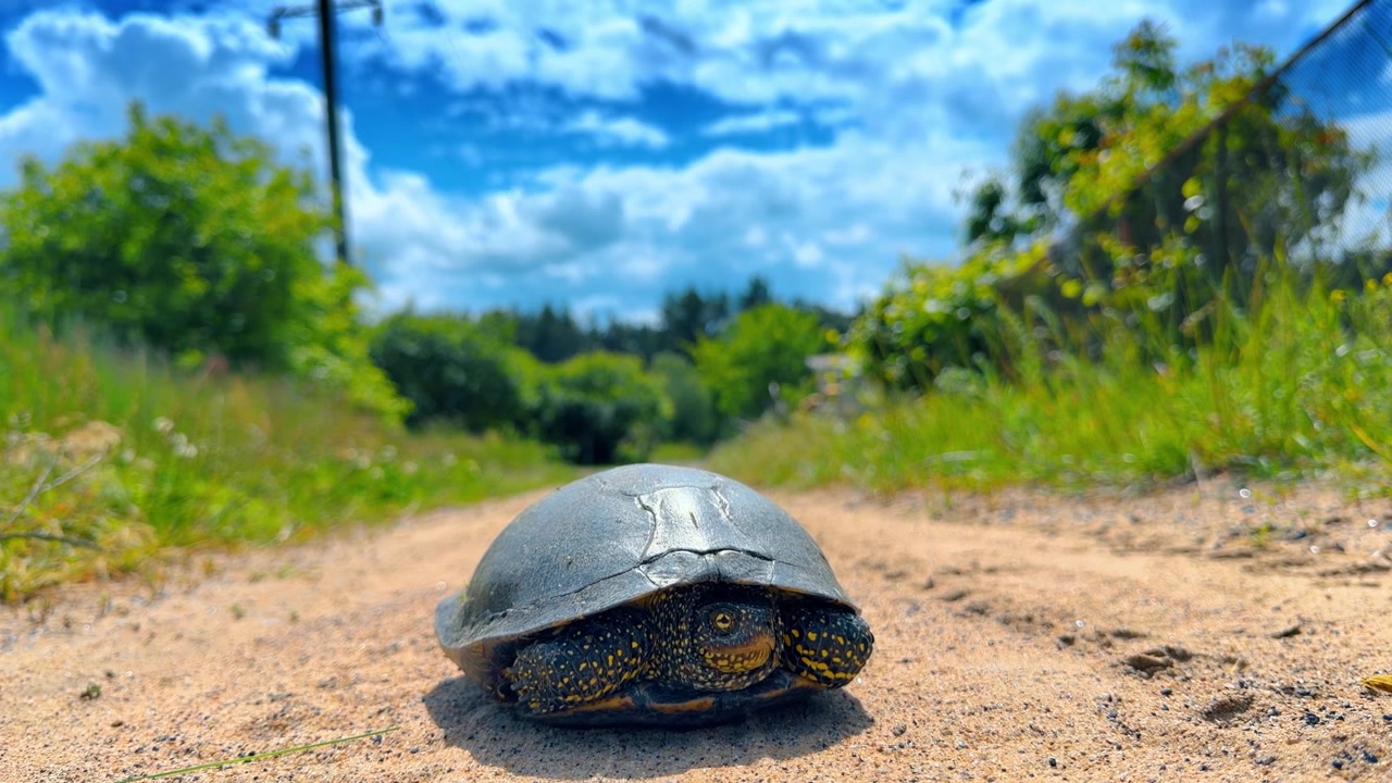 Froschperspektive einer Sumpfschildkröte auf einem Feldweg. Geflecktes Reptil steht auf Sand unter blauem Himmel mit Wolken.