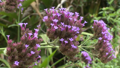 Close-up of Purple Verbena Flowers