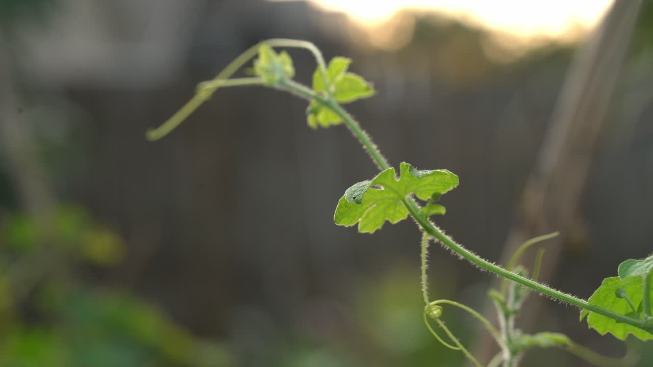 케랄라의 쓴 멜론 식물과 케랄라가 포도나무에서 매달려있는 식물은 체중 감량을 위해 허블 건강한 차를 만드는 데 사용됩니다.